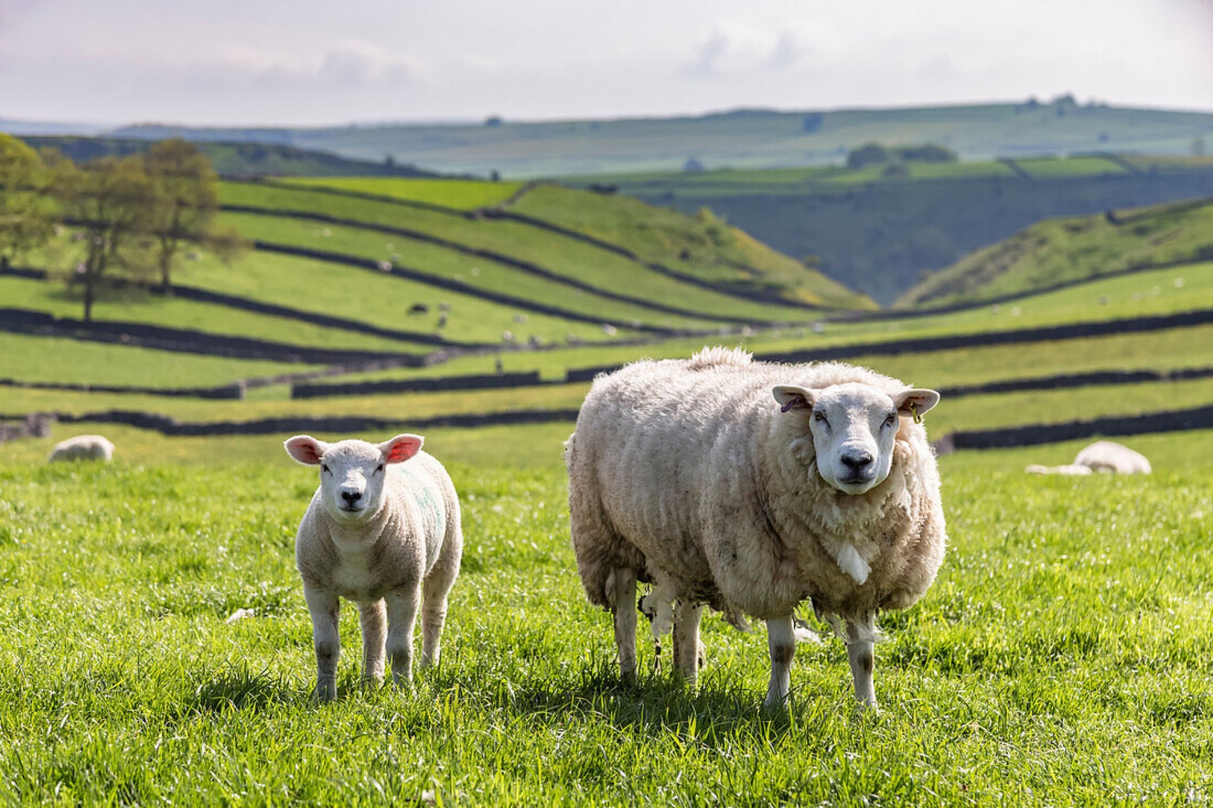 A ewe and her lamb above Cressbrook Dale in the White Peak